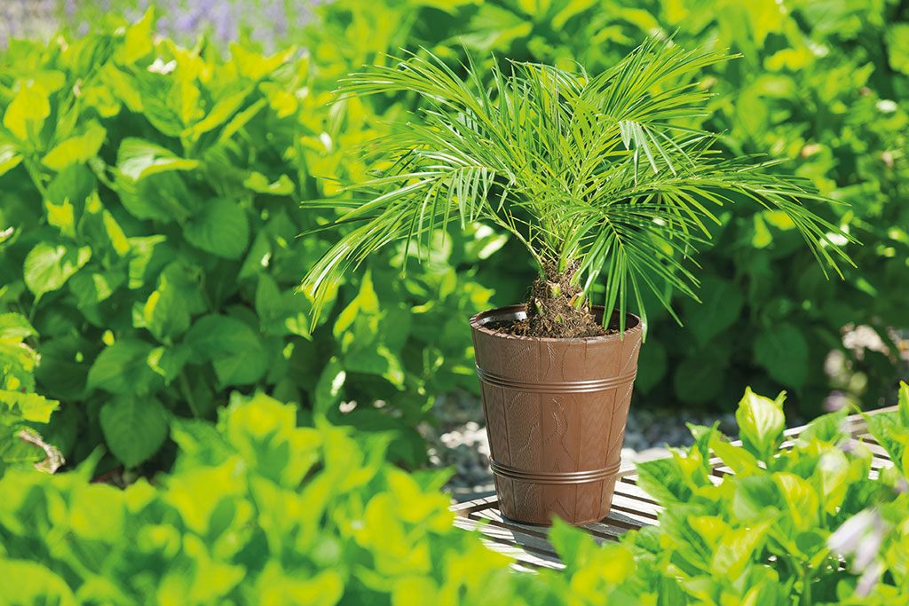 Кашпо ELBA d34см h28,5см 18л белое FP 0904 древоподобное фото в интернет-магазине meandhome.ru