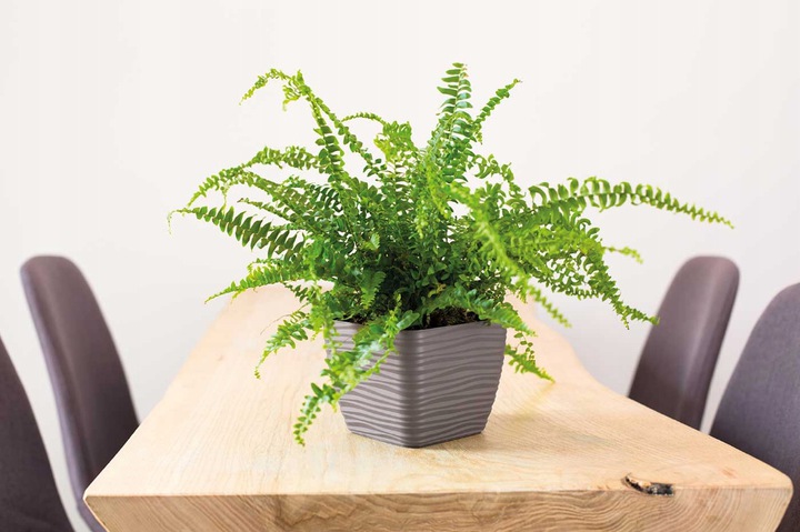 Кашпо для цветов Sahara Petit квадратное 13х13см 1,3л с поддоном 3610-014 антрацит фото в интернет-магазине meandhome.ru