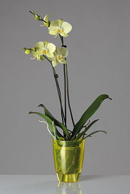 Кашпо для орхидеи круглое прозрачное d=13см 1,2л 307Т-Т06 розовый фото в интернет-магазине meandhome.ru