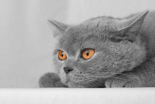 Домашним любимцам